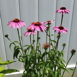 🌻🌻. MAKE ME AN OFFER 🌻🌻